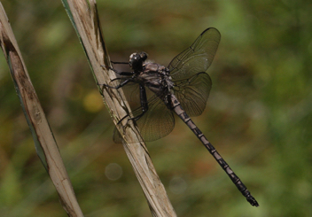 Tachopteryx thoreyi, male